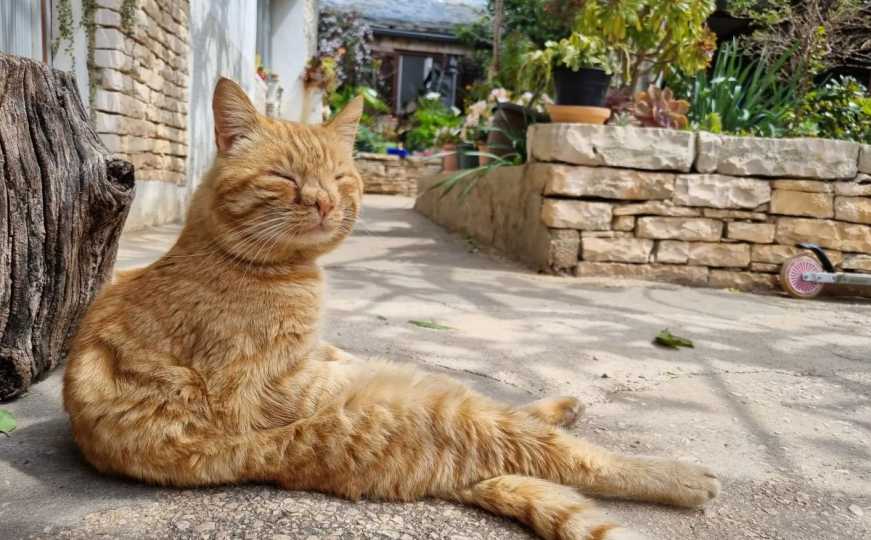 Vlasnica proždrljivog mačka moli susjede da ga ne hrane: Pravi se da umire od gladi
